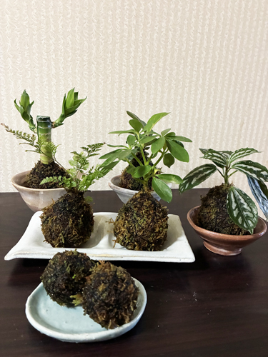 マリーゴールドの苔玉販売